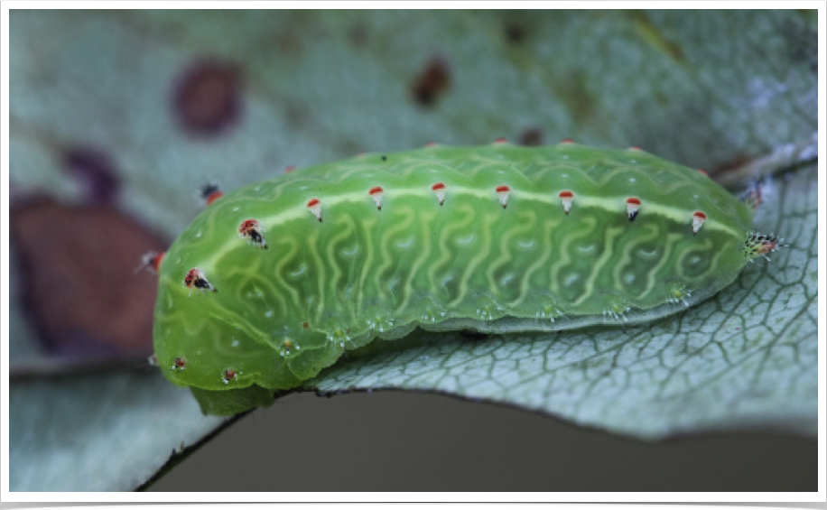 Natada nasoni
Nason's Slug
Lowndes County, Alabama